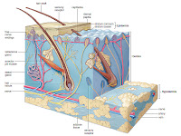 Epidermis Diagram Epidermis Diagram