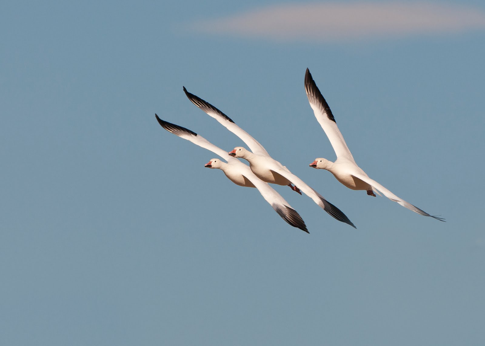 New Mexico Birds The White Choir Light Geese