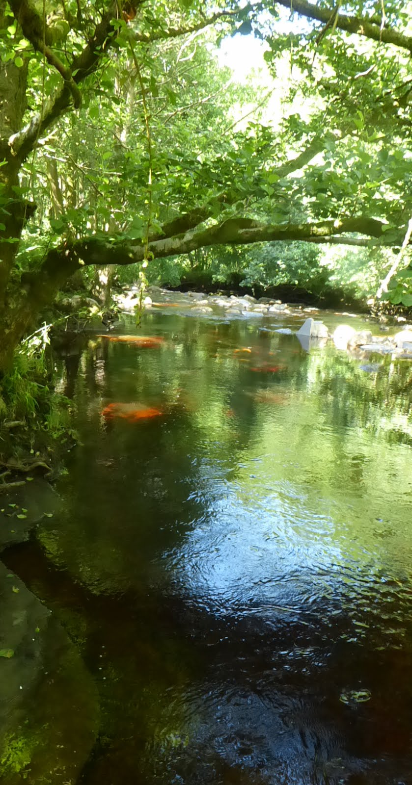 River in sun below barn