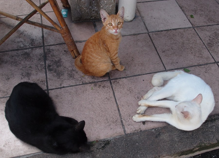 Xing Fu BLACK, WHITE AND GINGER CATS