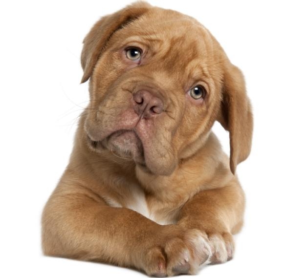 Image result for IMAGEN PERRO MUEVE LA COLA