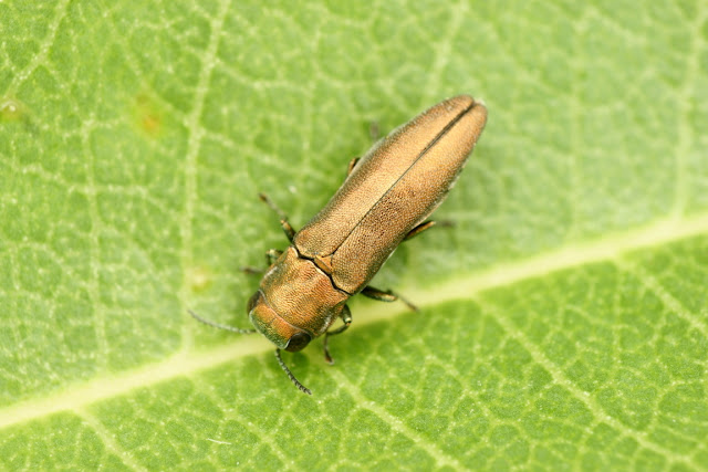 Agrilus roscidus