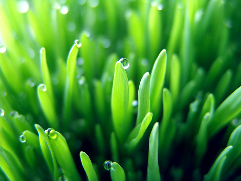 Terra Forming Terra Barley Grass Indicated for Type II Diabetes