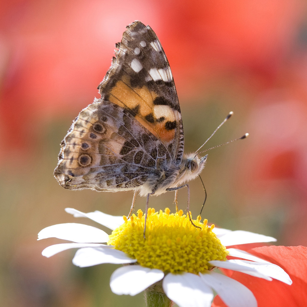 Butterfly iPad Background Wallpaper Free iPad Retina HD Wallpapers