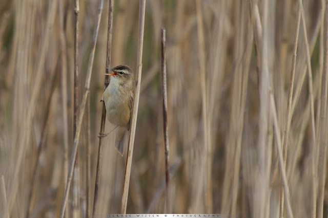 Rietzanger - Sedge Warbler - Acrocephalus schoenobaenus