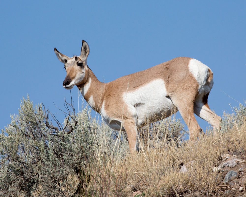 Mary Ann's View Yellowstone's Pronghorn