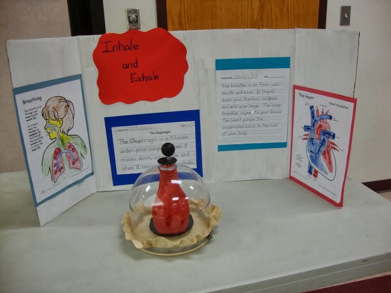 Our Unschooling Journey Through Life Science fair day!