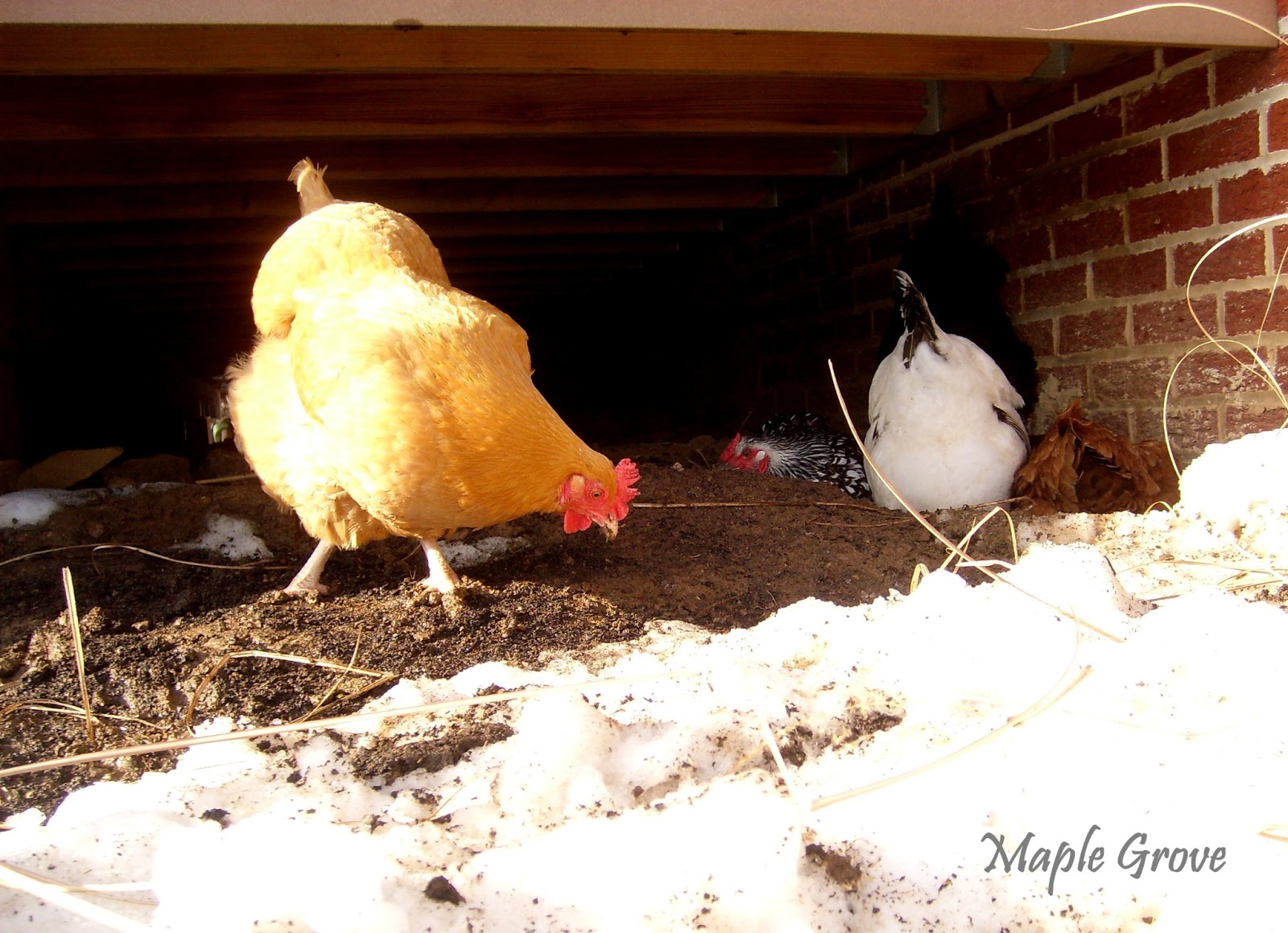 Maple Grove Why Chickens Take Dust Baths