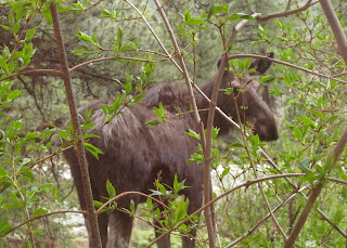 Young moose looking back through the brush.