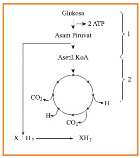 Biology For Update Ulangan Umum Smstr 2 Dan Un 2013