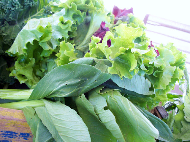 lettuce bok choy lettuce and bok choy fresh from the farm