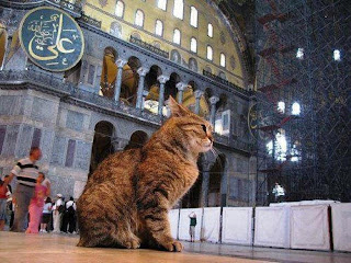 KGMOKKAN YANG BERKAT: MUEEZA, KUCING KESAYANGAN RASULUL