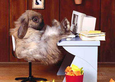 Funny Rabbits | New and Fresh Photos-Images - Pets Cute and Docile