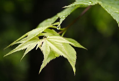 Beautiful Digital Nature Photography Beautiful Digital Nature Photography