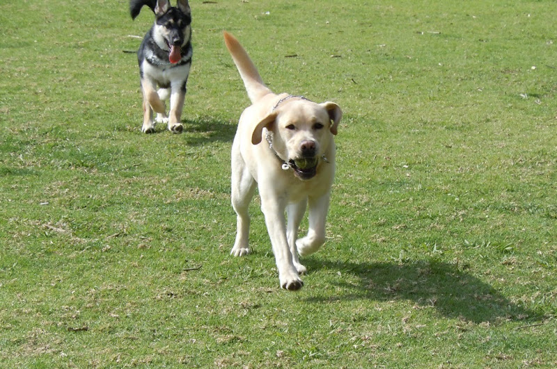 Labrador Cooper playing