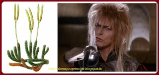 licopodio_david-bowie darospoaprincipe