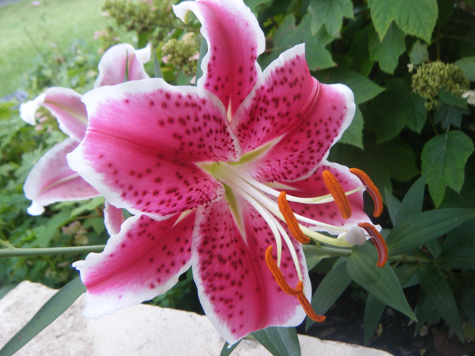 Beautiful Lily Flowers in the World