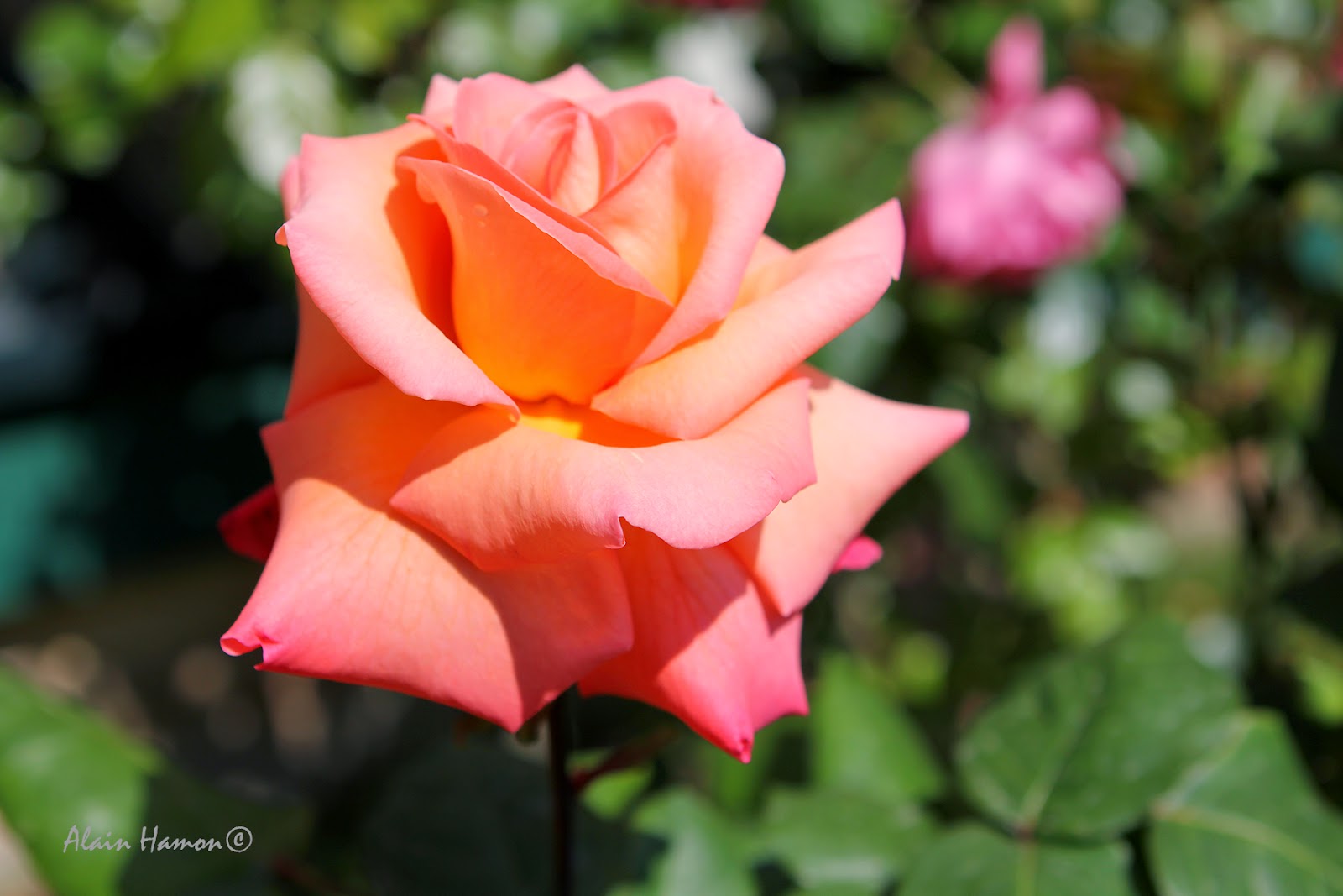 Archives Des Fleur De Giverny Giverny News