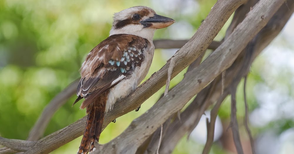 Bluebottle Adelaide Birds