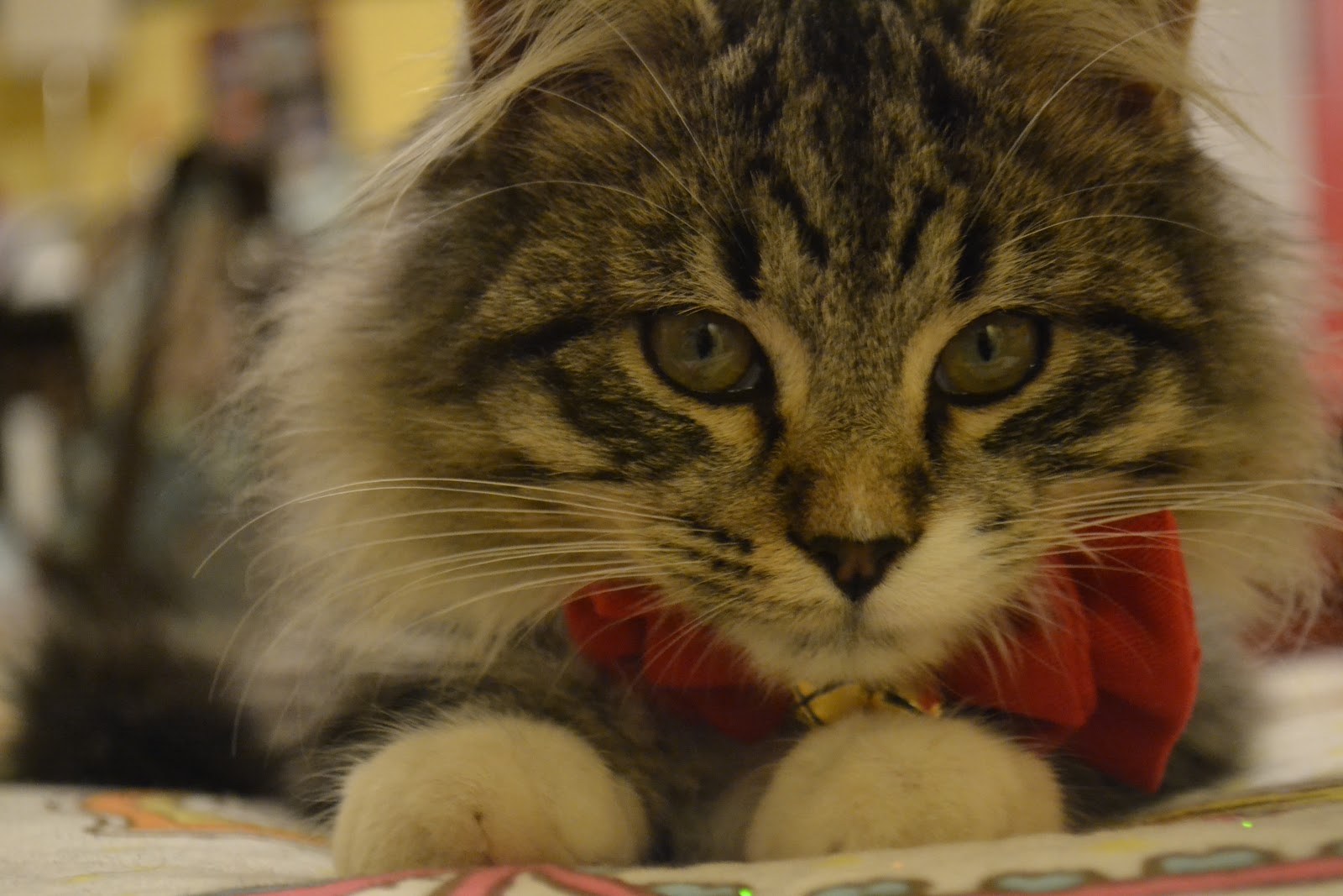 Sparkly, Shiny Things