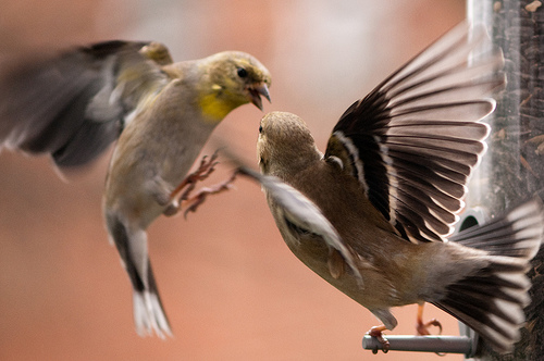 Finches Fighting