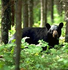 A Black Bear