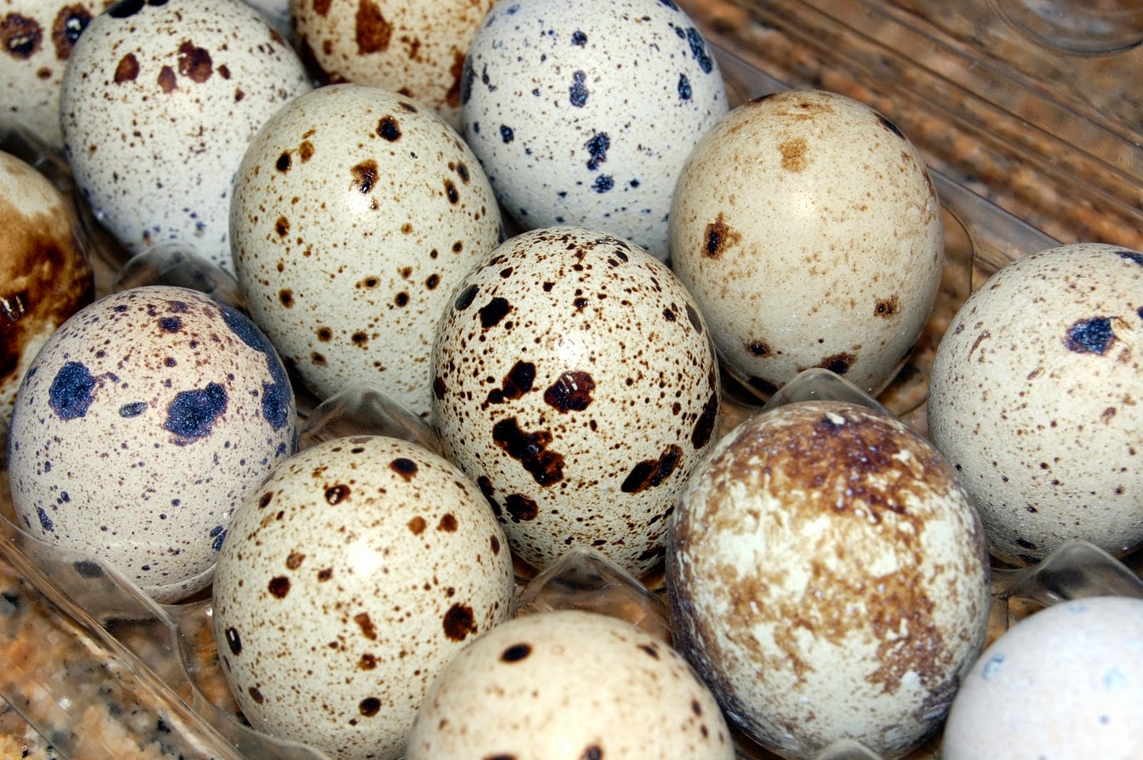 Enlightenment: Getting Rid of the Quail