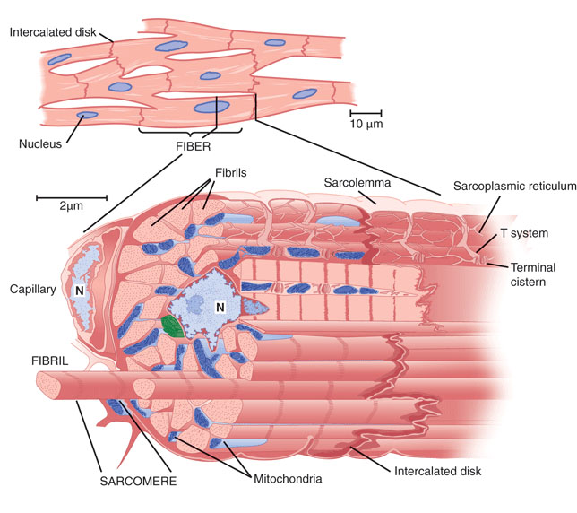 cardiac muscles properties - morphology ~ Medicine Hack