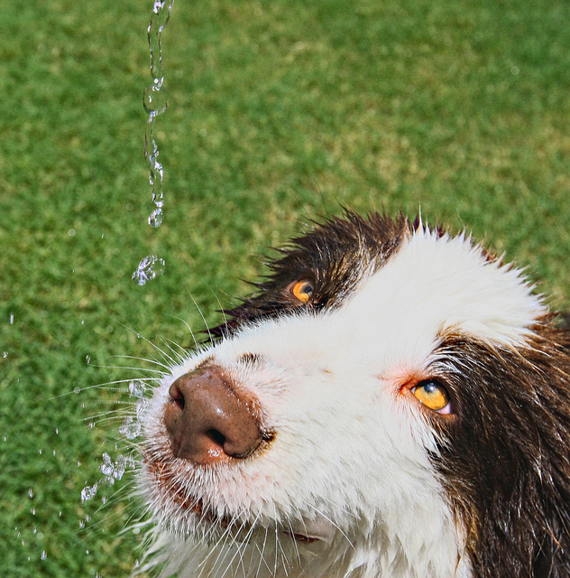 Piebald Australian Shepherds « Australian Shepherd Tips Australian