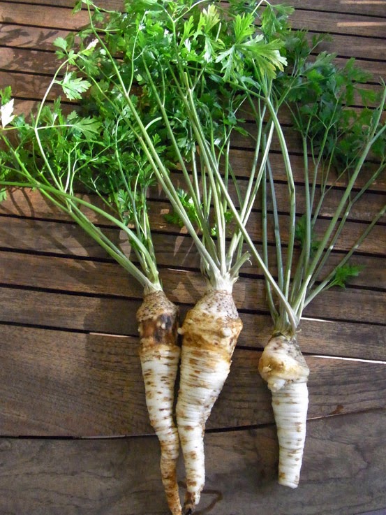 Garden amateur Hamburg parsley