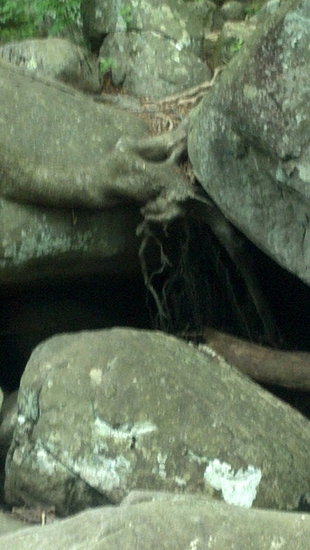 Birch Root