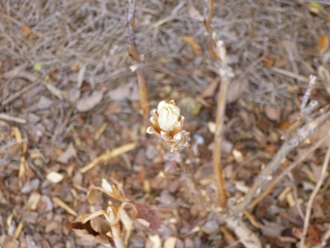 Hydrangea quercifolia, Oakleaf Hydrangea "Snowflake"