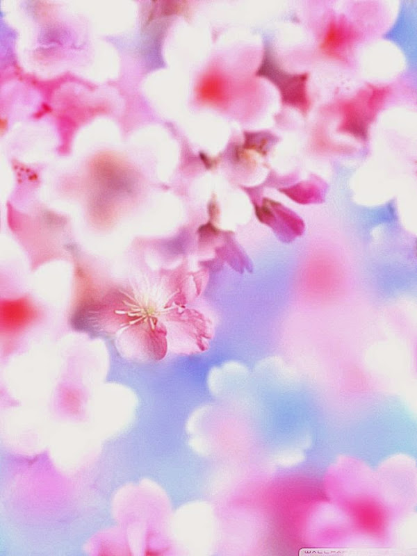 Pink Blossoms HD desktop wallpaper High Definition Fullscreen Pink Blossoms HD desktop wallpaper High Definition Fullscreen