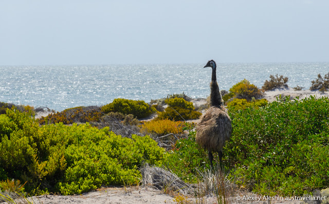 Emu at the beach, Innes National Park Emu at the beach, Innes National Park