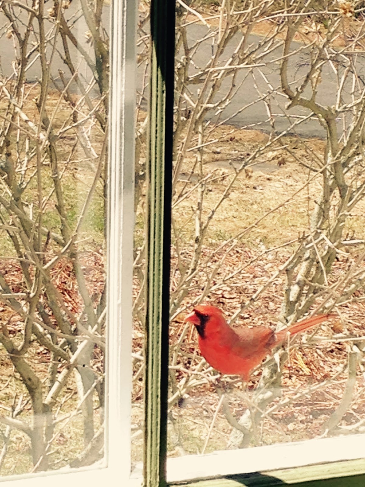 my story lives go away red bird please my story lives go away red bird please