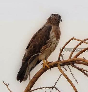 Más de la mitad de la fauna silvestre mundial ha desparecido desde 1970