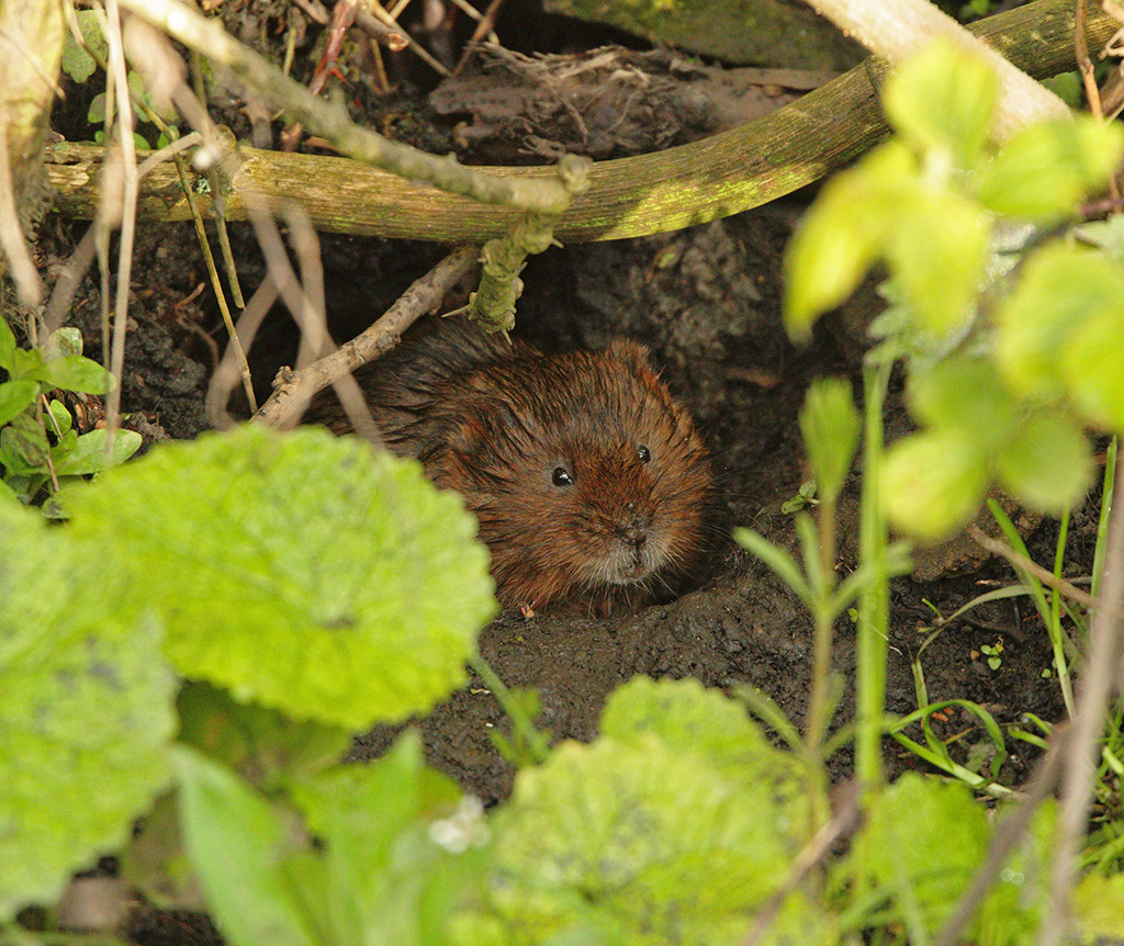 Martin Jump Wildlife Photographer WATER VOLES.