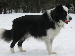 border collie pet dog border collie dog hound canine pooch canis bow-wow despicable fellow qen txakurra it gos pas pes hond koer aso koira chien can kutya hundur madra cane suns kelb pies perro mbwa kopek ci anjing