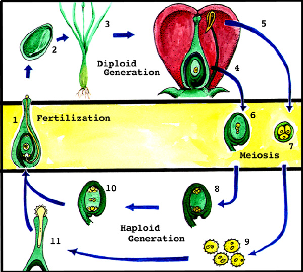 Jessica's wonderful world of plants Angiosperms