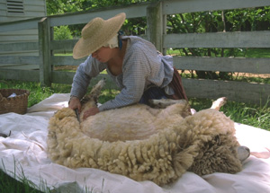 Pictures Of Sheep Shearing