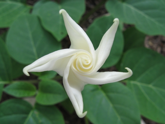 Moonflower Images