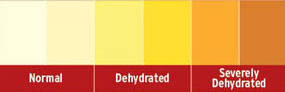 Urine Chart