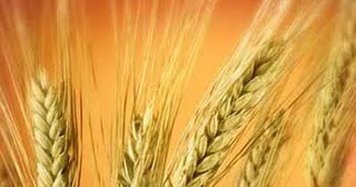 grano cae trigo