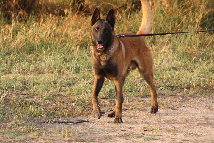 evmolpia malinois: evmolpia malinois: белгийски овчарки малиноа