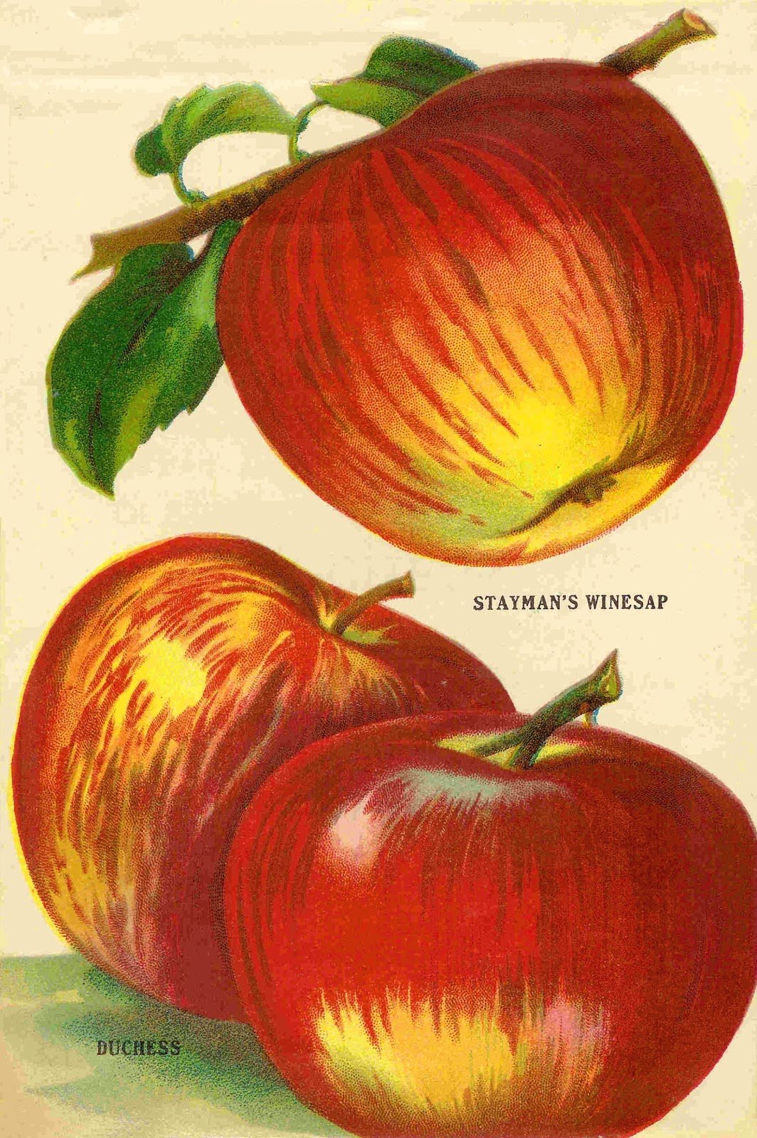 Antique Images Fruit Clip Art Vintage Apple Clip Art from Vintage