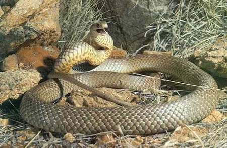 Most Venomous Land Snake in the World-the Inland Taipan Snakes photos World's Most Venomous Snakes