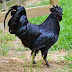 Ayam Cemani - Rare Black Chicken Breed