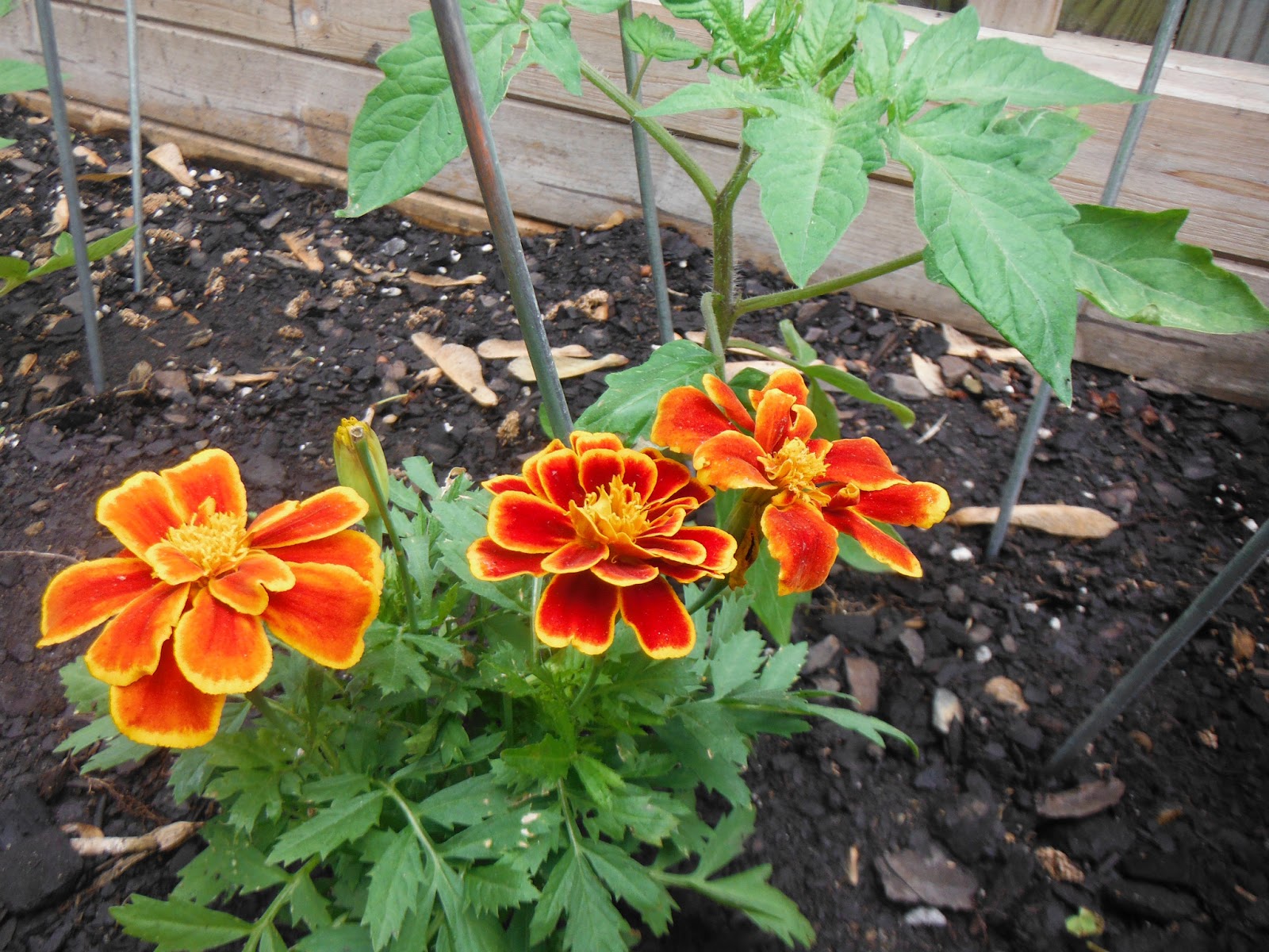 Rodgers Forge Farm Initiative: Marigolds, Why are you Tomatoes best friend?