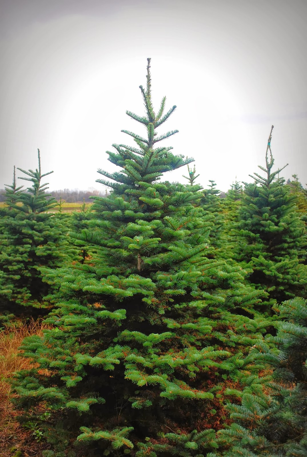 the farmer's wife 2013 ucut Christmas trees
