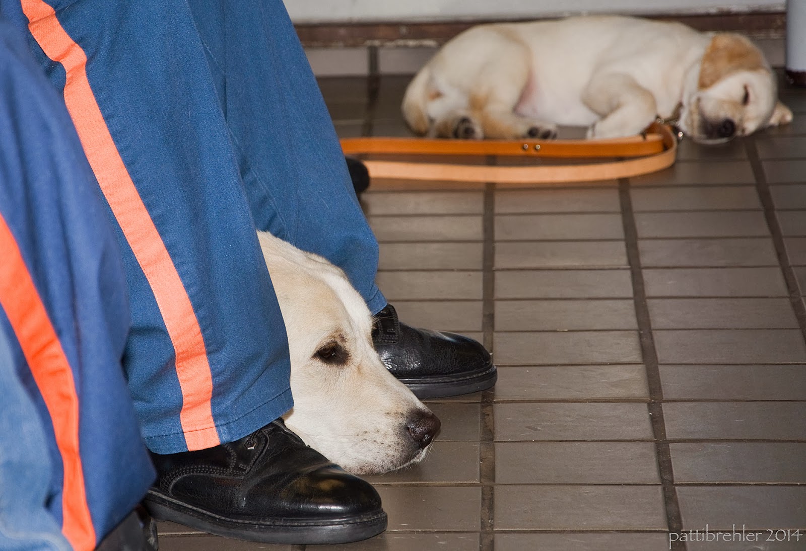 A low-level shot of a small yellow lab in the distance, a bit out of focus. He is laying on his left side, asleep, with his brown leather leash on the floor in front of him. On the left side of the picture is the face of a larger yellow lab peeking out between inmates legs. They are wearing the blue prison pants with an orange stripe on the side.